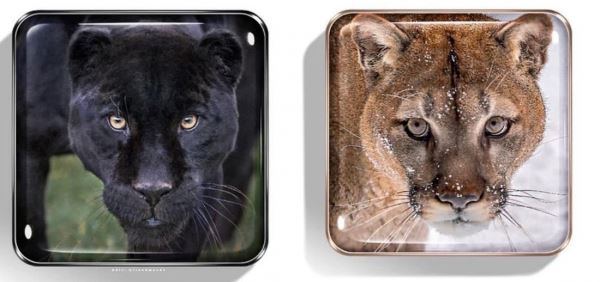 </p>
<p>                        Chantecaille Fall 2022 Cougar и Black Jaguar Collections</p>
<p>                    