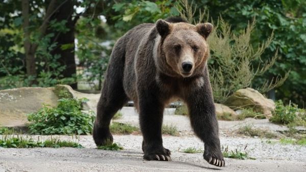 Медведица напала на жителя Приморского края