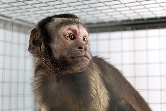 Первый больной оспой обезьян умер в Чехии