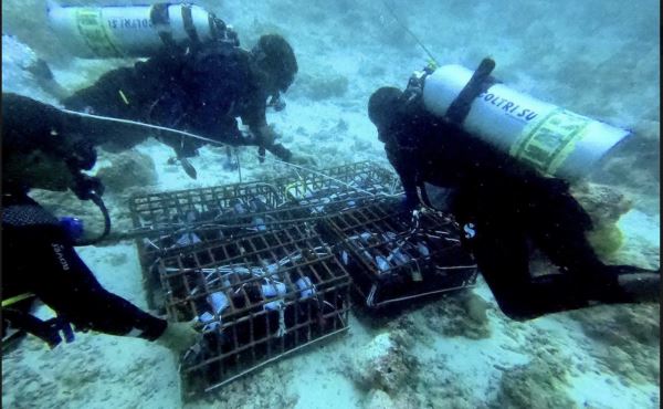 Туристы отеля на Мальдивах попробуют «вино из океана». Что это?<br />
